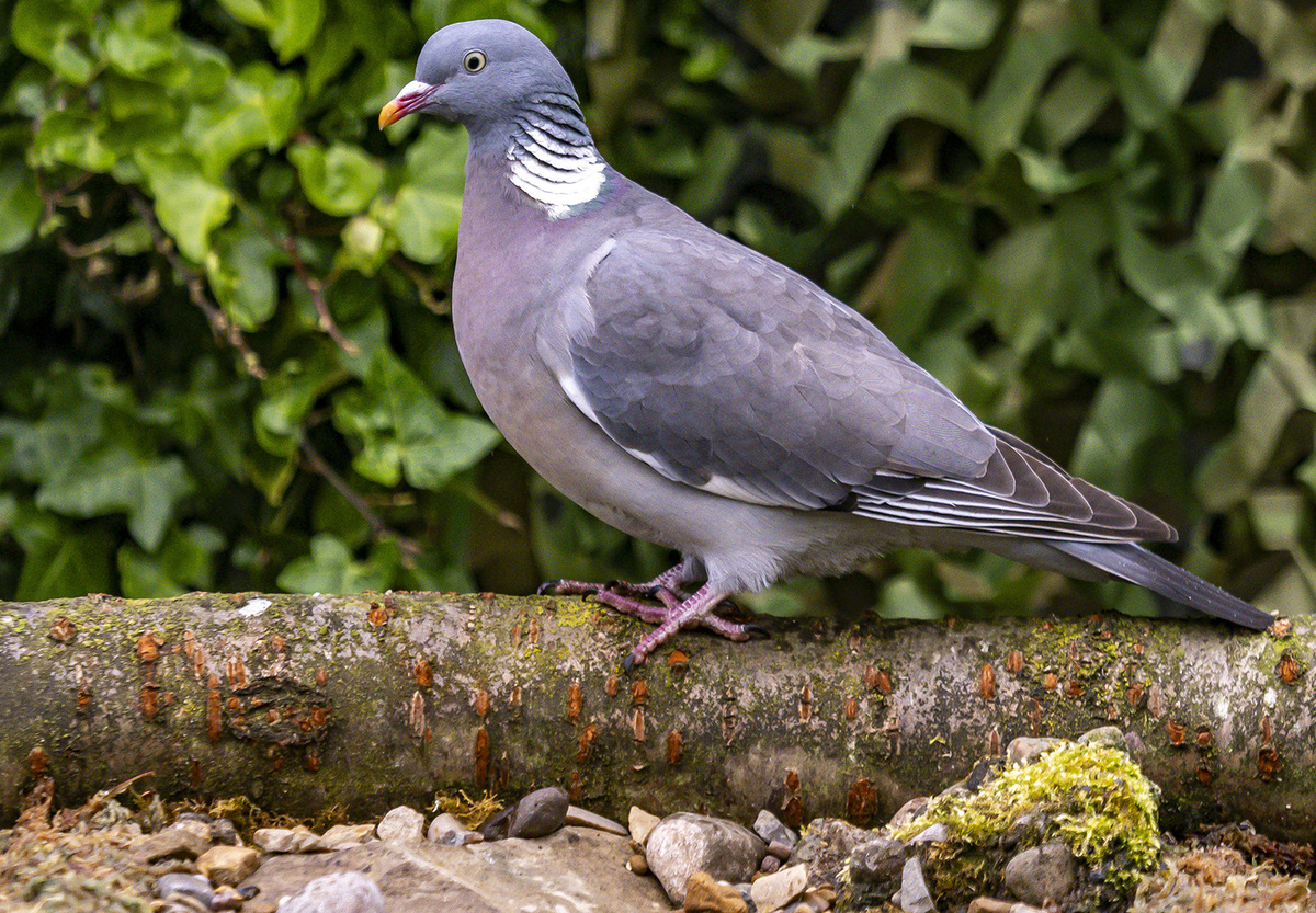 Wood Pidgeon.